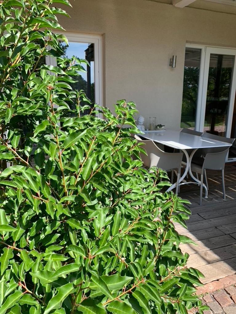Gleisberg3 - Suedliche Weinstrasse Apartment Billigheim-Ingenheim Екстериор снимка